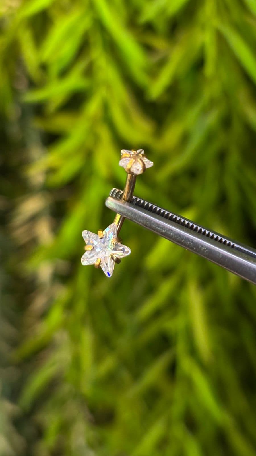 Banana Estrela Pvd P